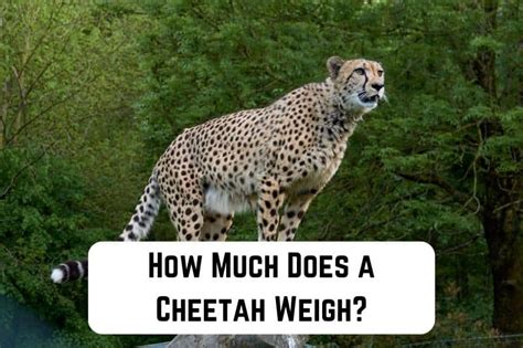 how much do cheetahs weigh.